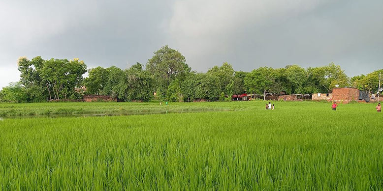 green field