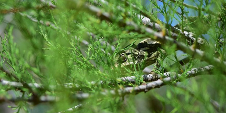 Lizard